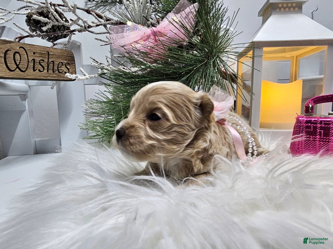 Maltipoo dogs for sale: Maltipoo Serena - Ad 3
