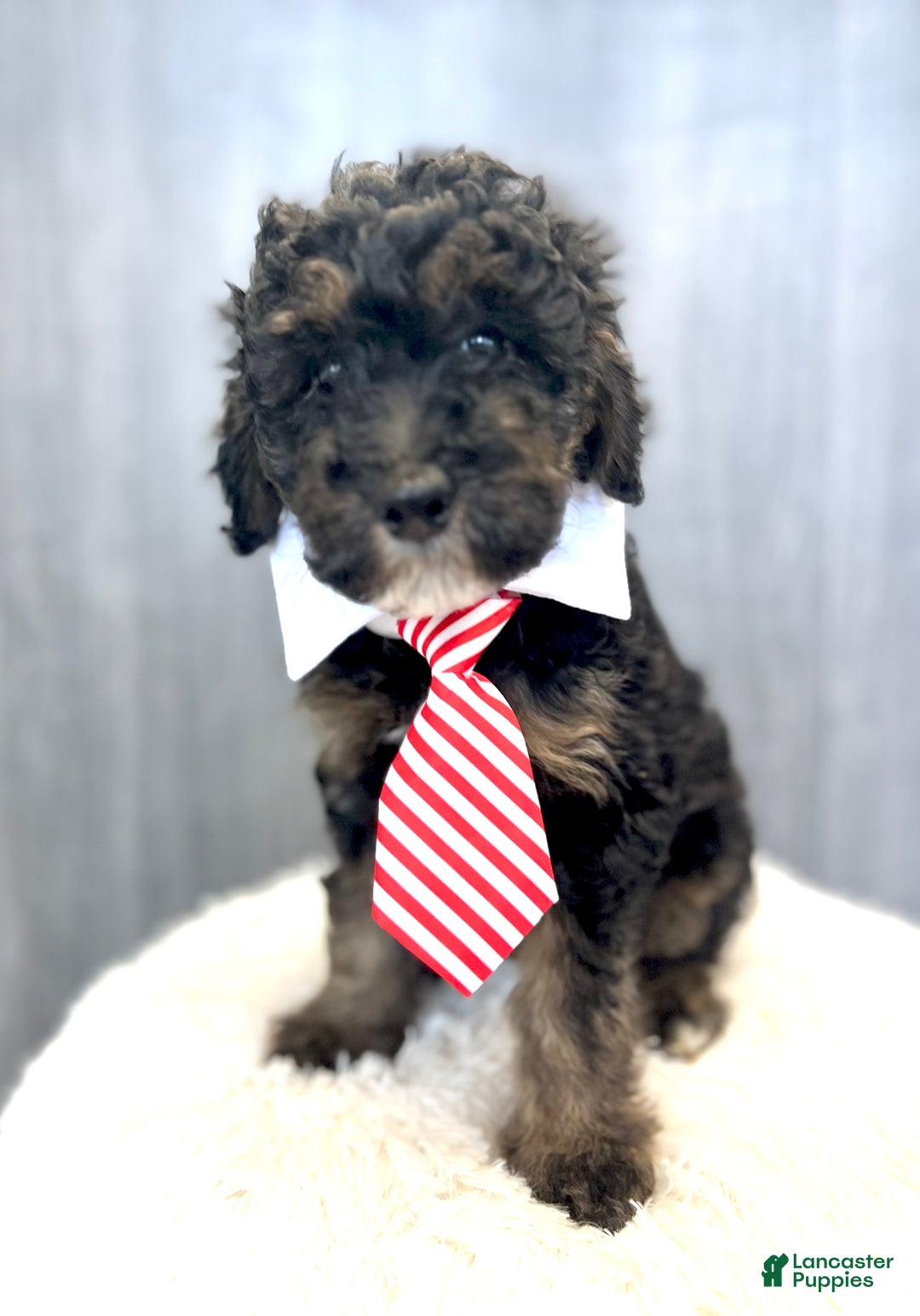 Goldendoodle dogs for sale: Mac - Ad 4