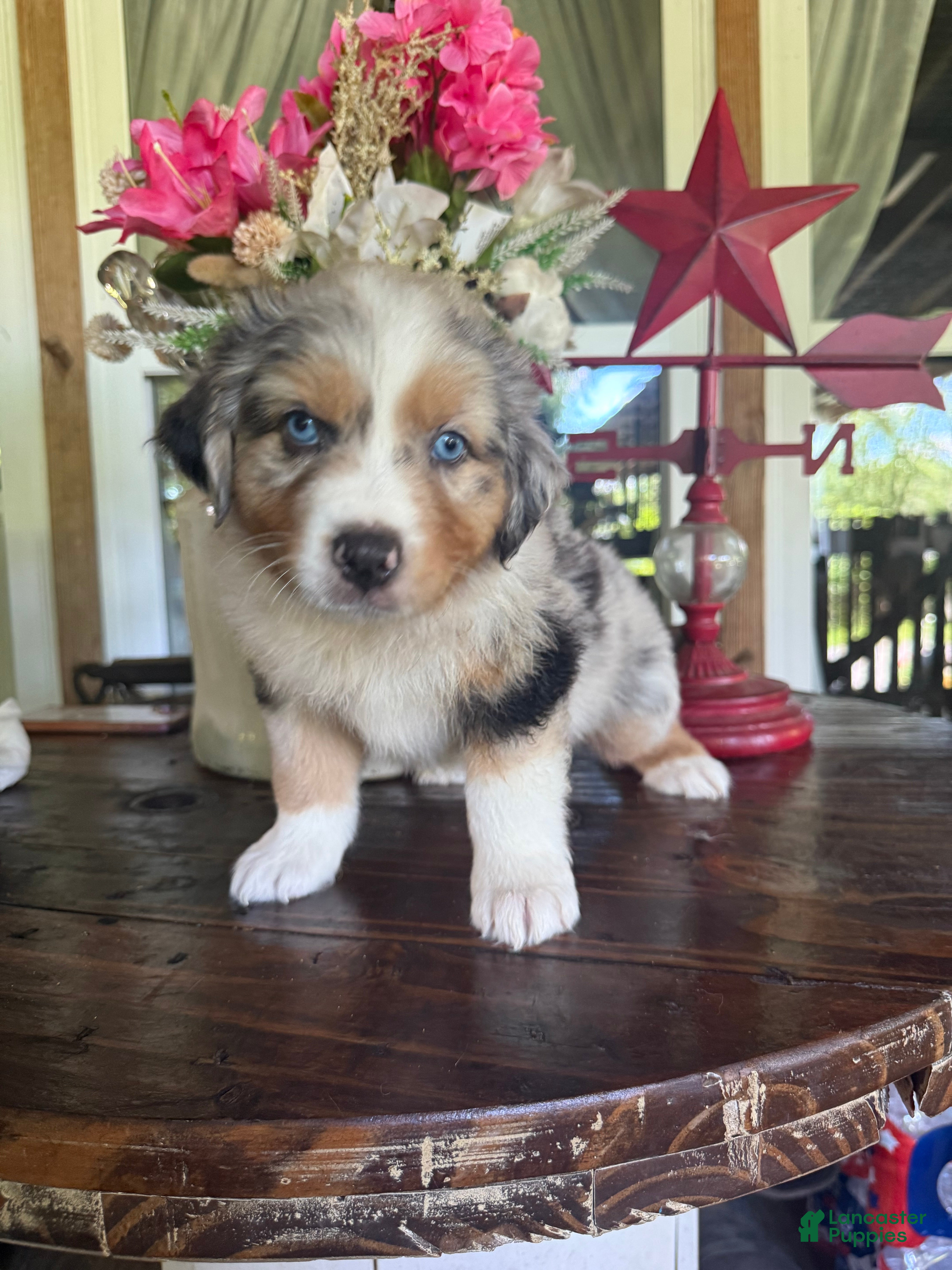 Australian Shepherd dogs Australian Shepherd 4 - Ad 15