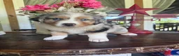 Australian Shepherd dogs for sale: Australian Shepherd 4 - Ad 1