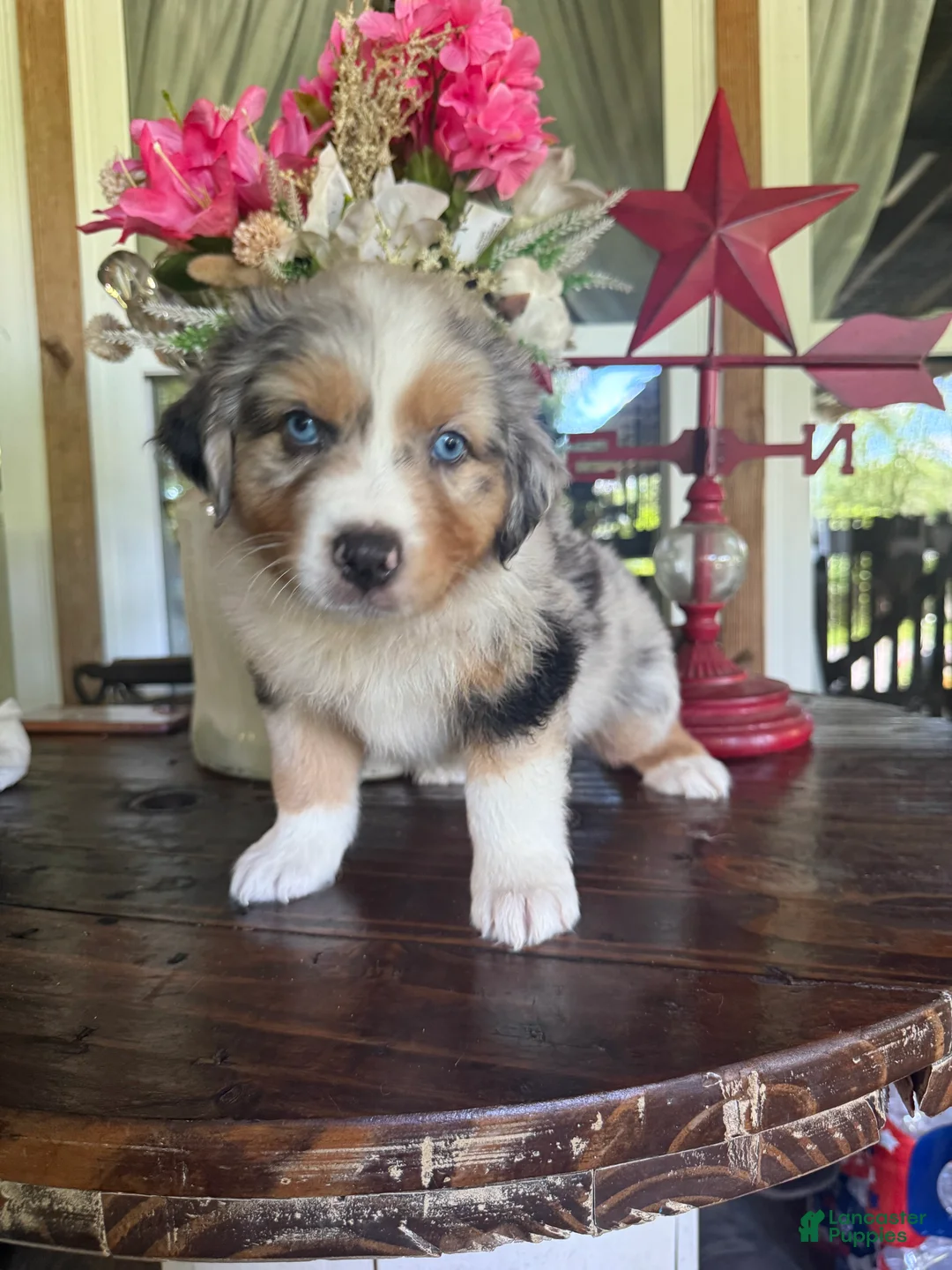 Australian Shepherd dogs for sale: Australian Shepherd 4 - Ad 1