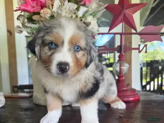 Australian Shepherd dogs Australian Shepherd 4 - Ad 15