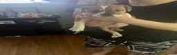 Mixed Breed dogs for sale: Checkers - Ad 3