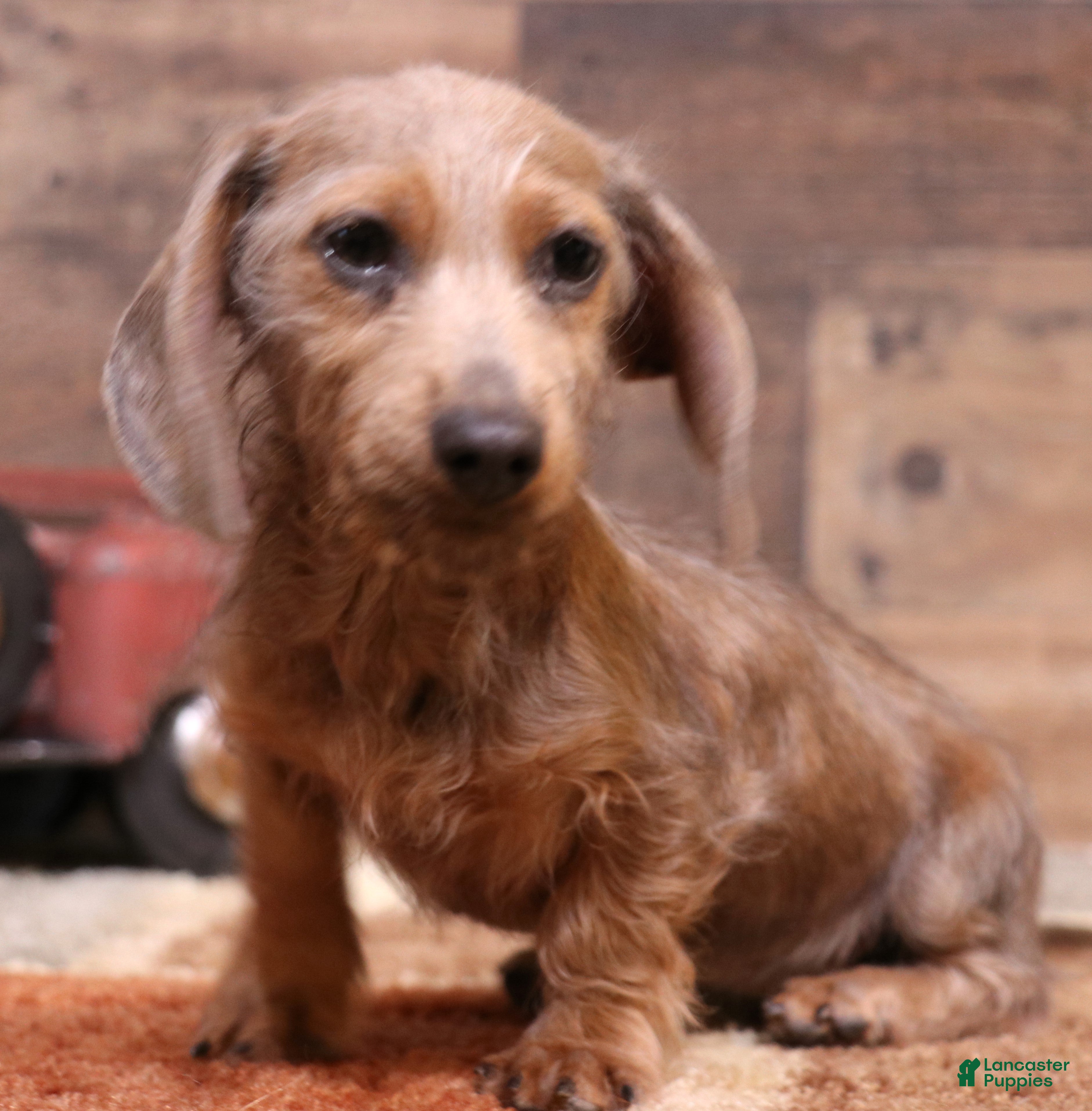 Miniature Dachshund dogs Barbie blue/tan wirehair female - Ad 10