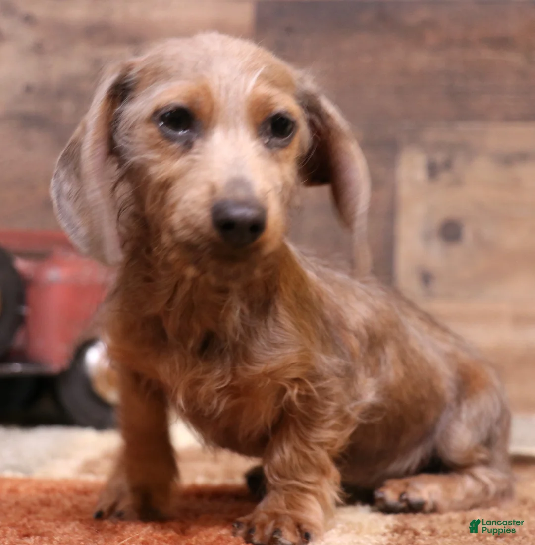 Miniature Dachshund dogs for sale: Barbie blue/tan wirehair female - Ad 1