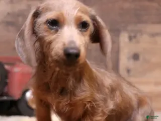 Miniature Dachshund dogs Barbie blue/tan wirehair female - Ad 10