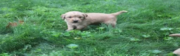 Golden Retriever dogs for sale: Golden Retriever 1 - Ad 7