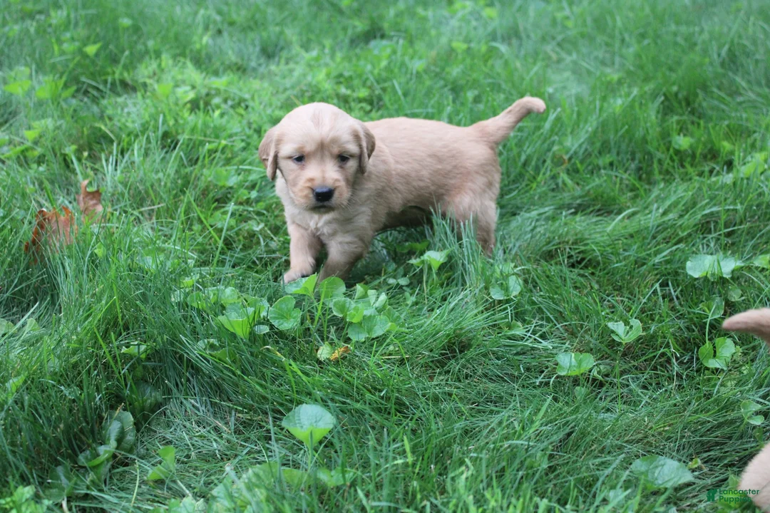 Golden Retriever dogs for sale: Golden Retriever 1 - Ad 7