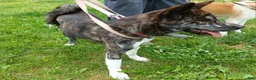 Akita dogs for sale: Astra - Ad 6