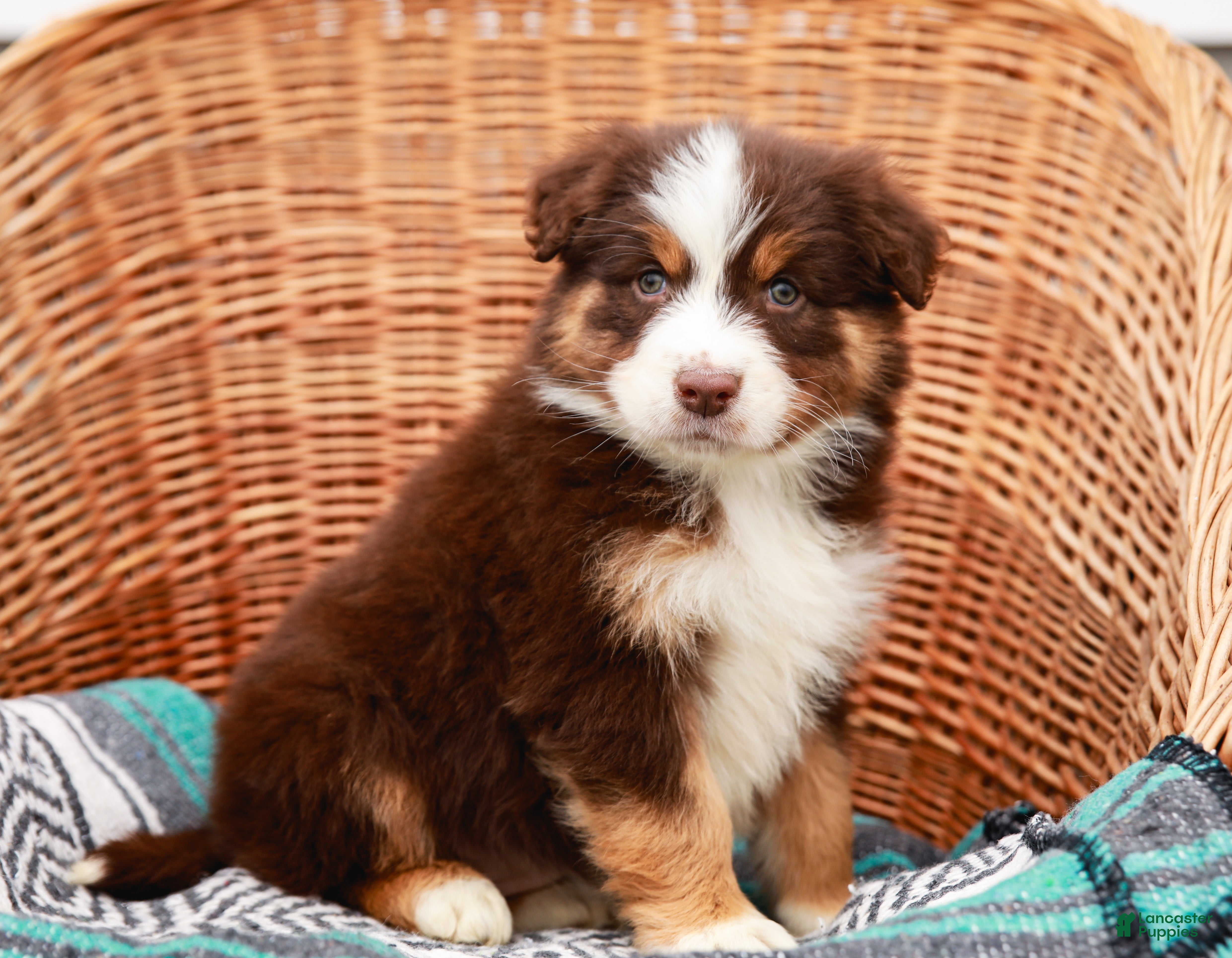 Australian Shepherd dogs Reba - Ad 1