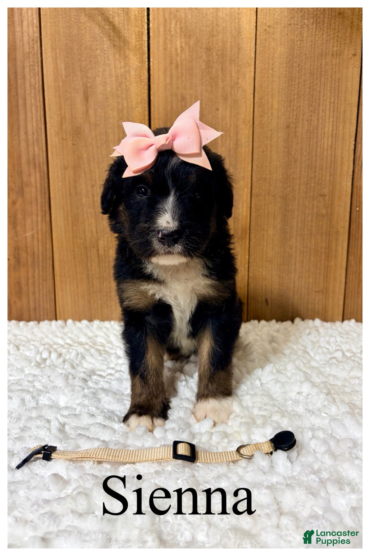 Bernedoodle dogs Sienna- Standard F1 - Ad 42