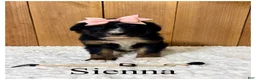 Bernedoodle dogs for sale: Sienna- Standard F1 - Ad 3