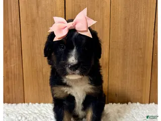 Bernedoodle dogs Sienna- Standard F1 - Ad 42