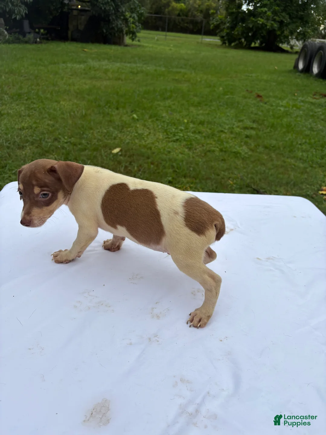 Rat Terrier dogs for sale: Rat Terrier 2 - Ad 2