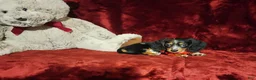 Miniature Dachshund dogs for sale: *RIO* - Ad 7