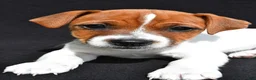 Jack Russell Terrier dogs for sale: Bella - Ad 6