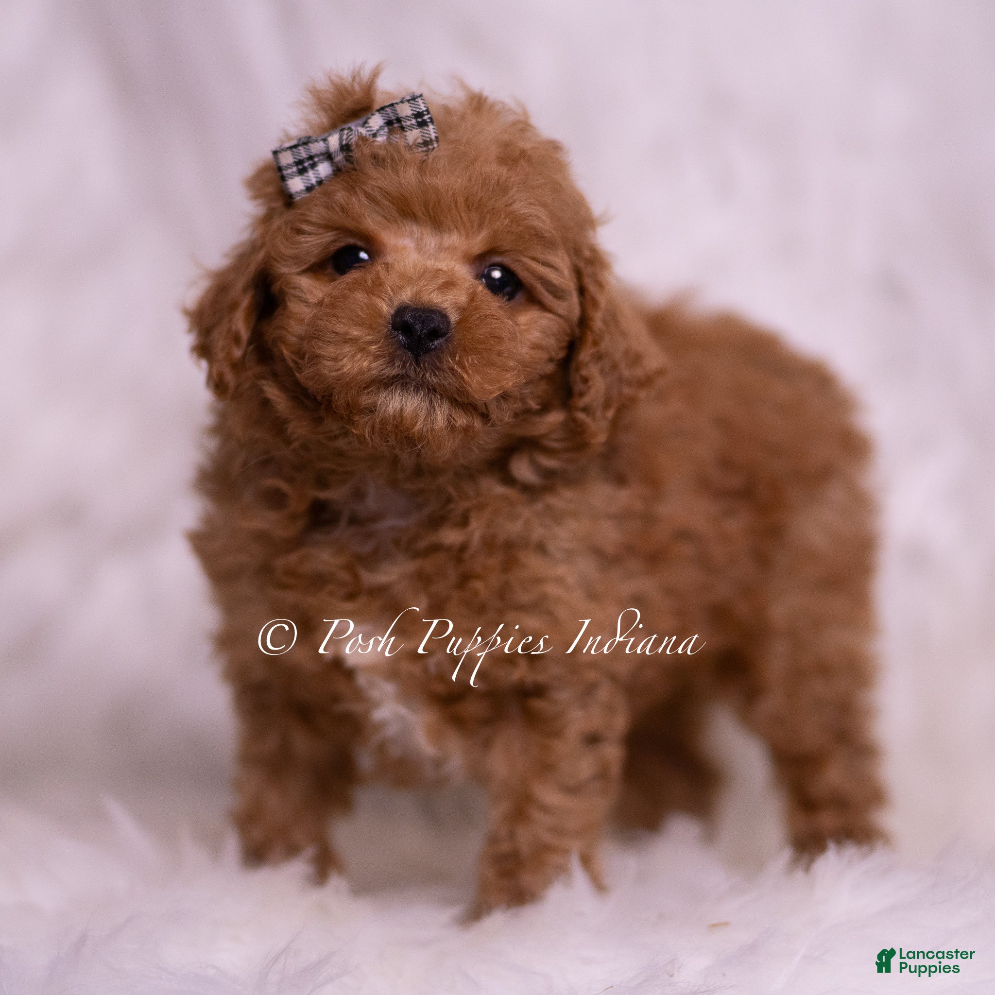 Maltipoo dogs Bravo - Ad 11