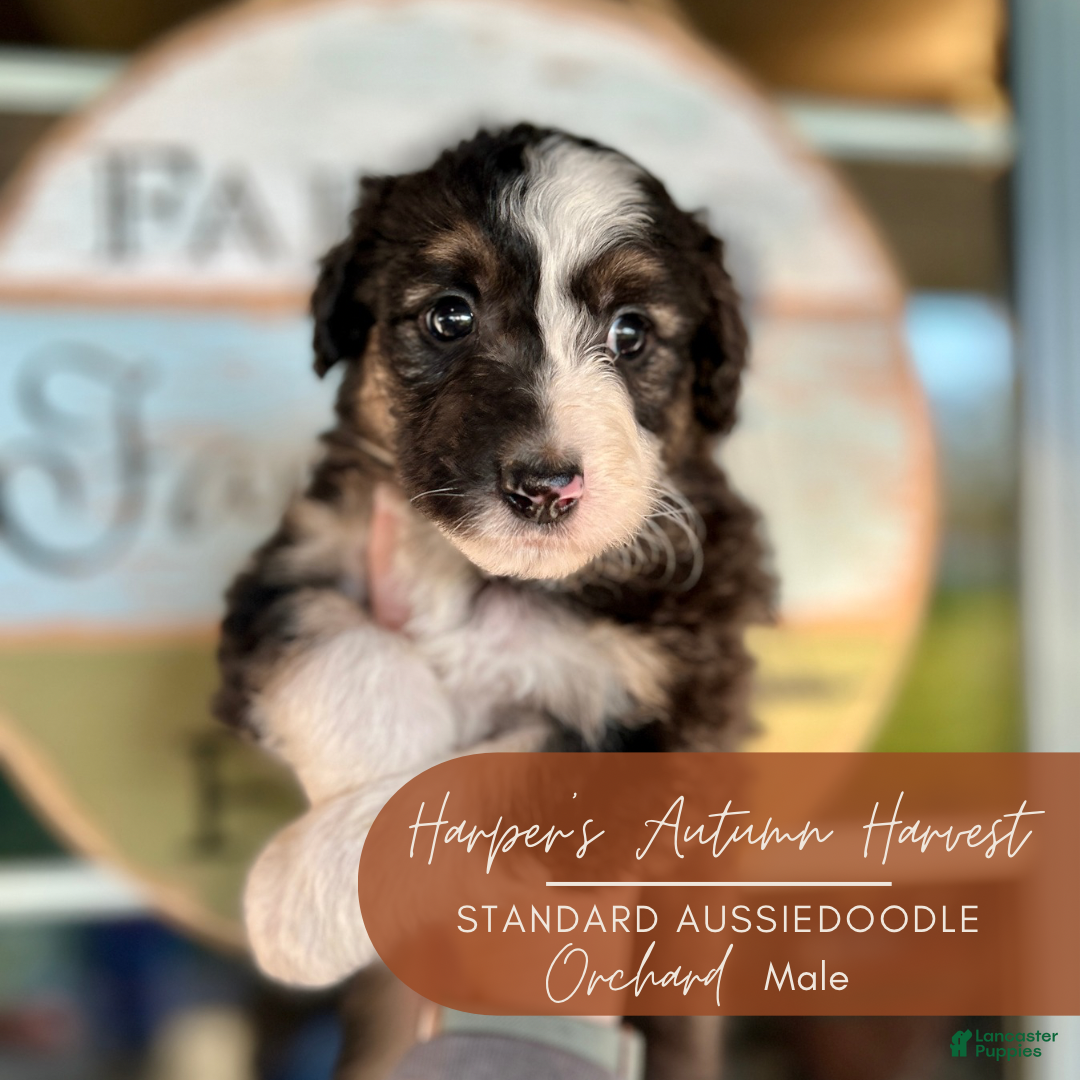 Aussiedoodle Puppies for sale in Shipshewana, Indiana Lancaster - Main Image