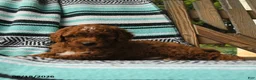 Cavapoo dogs for sale: Monty - Ad 3