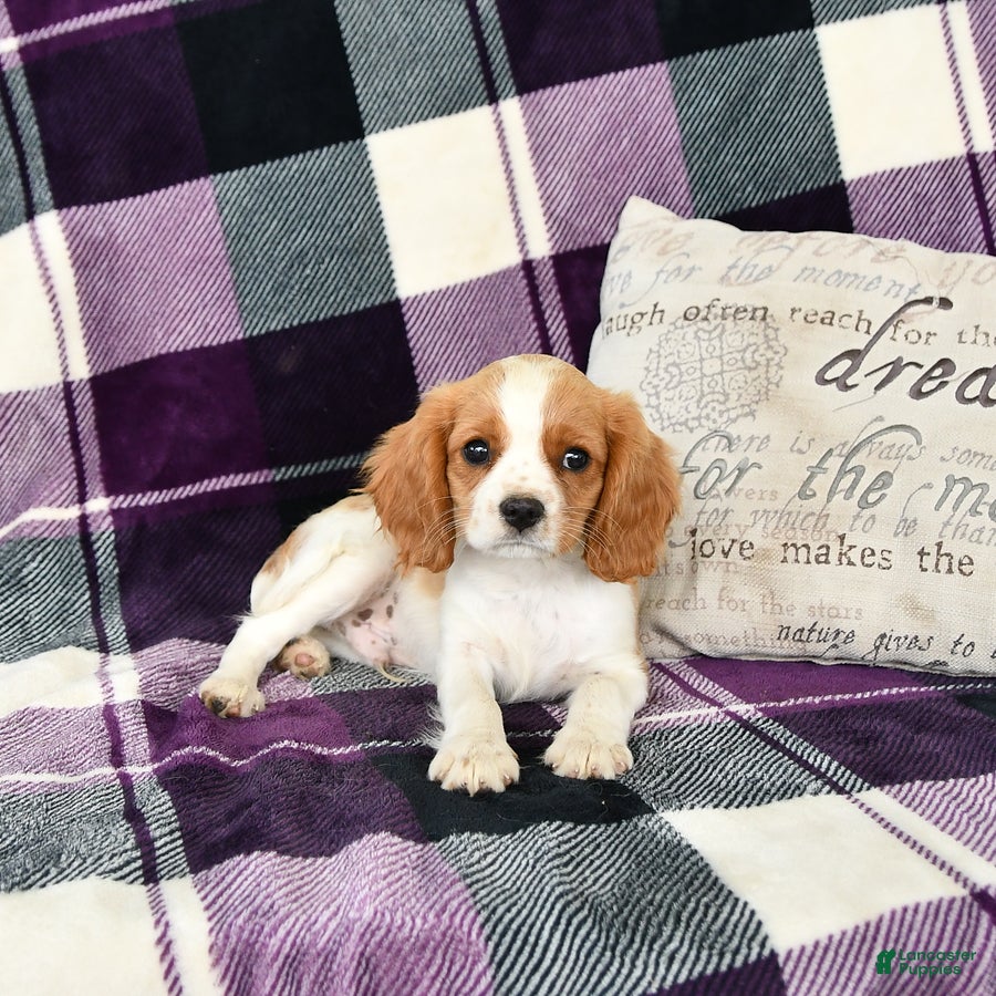 Cavalier King Charles Spaniel dogs Travis - Ad 1