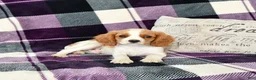 Cavalier King Charles Spaniel dogs for sale: Travis - Ad 1