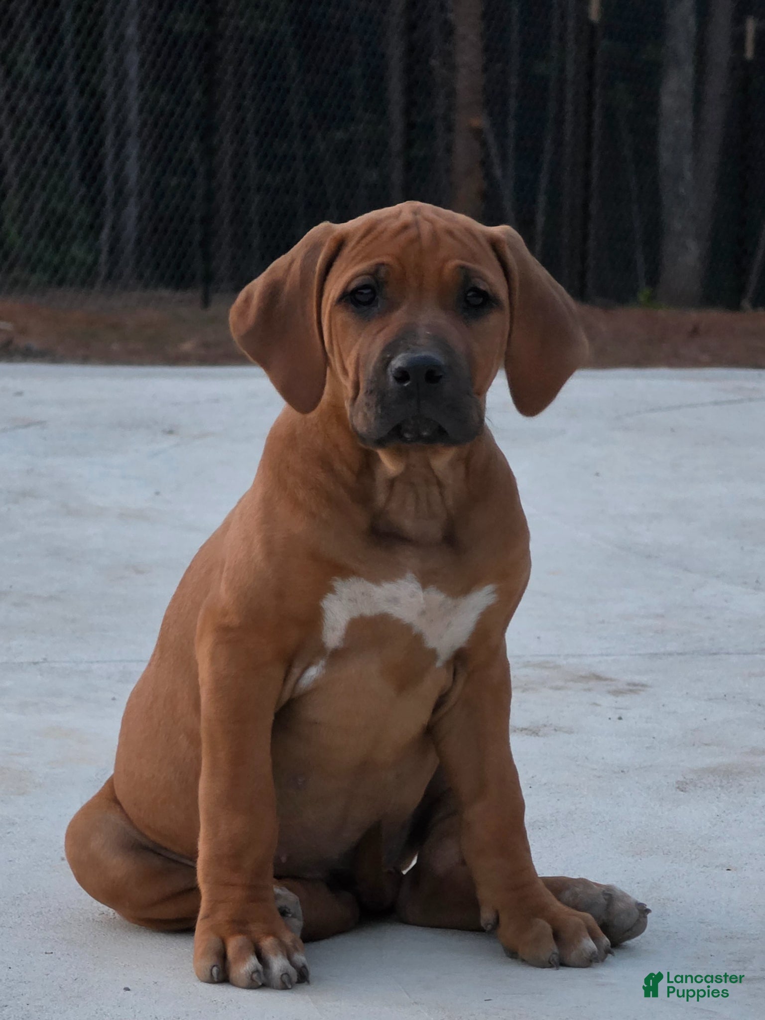 Rhodesian Ridgeback dogs Rhodesian Ridgeback Puppy 2 - Ad 2