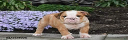English Bulldog dogs for sale: Druscilla - Ad 2