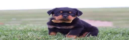 Rottweiler dogs for sale: Rocky - Ad 2