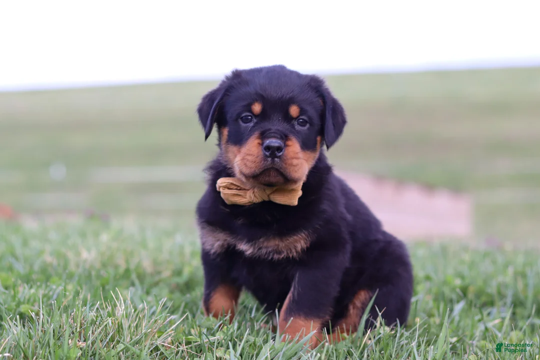 Rottweiler dogs for sale: Rocky - Ad 2