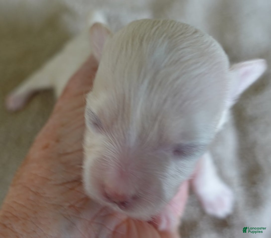 Maltipoo dogs for sale: Genevieve - Ad 7