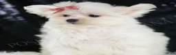 Maltese dogs for sale: Fendi - Ad 3
