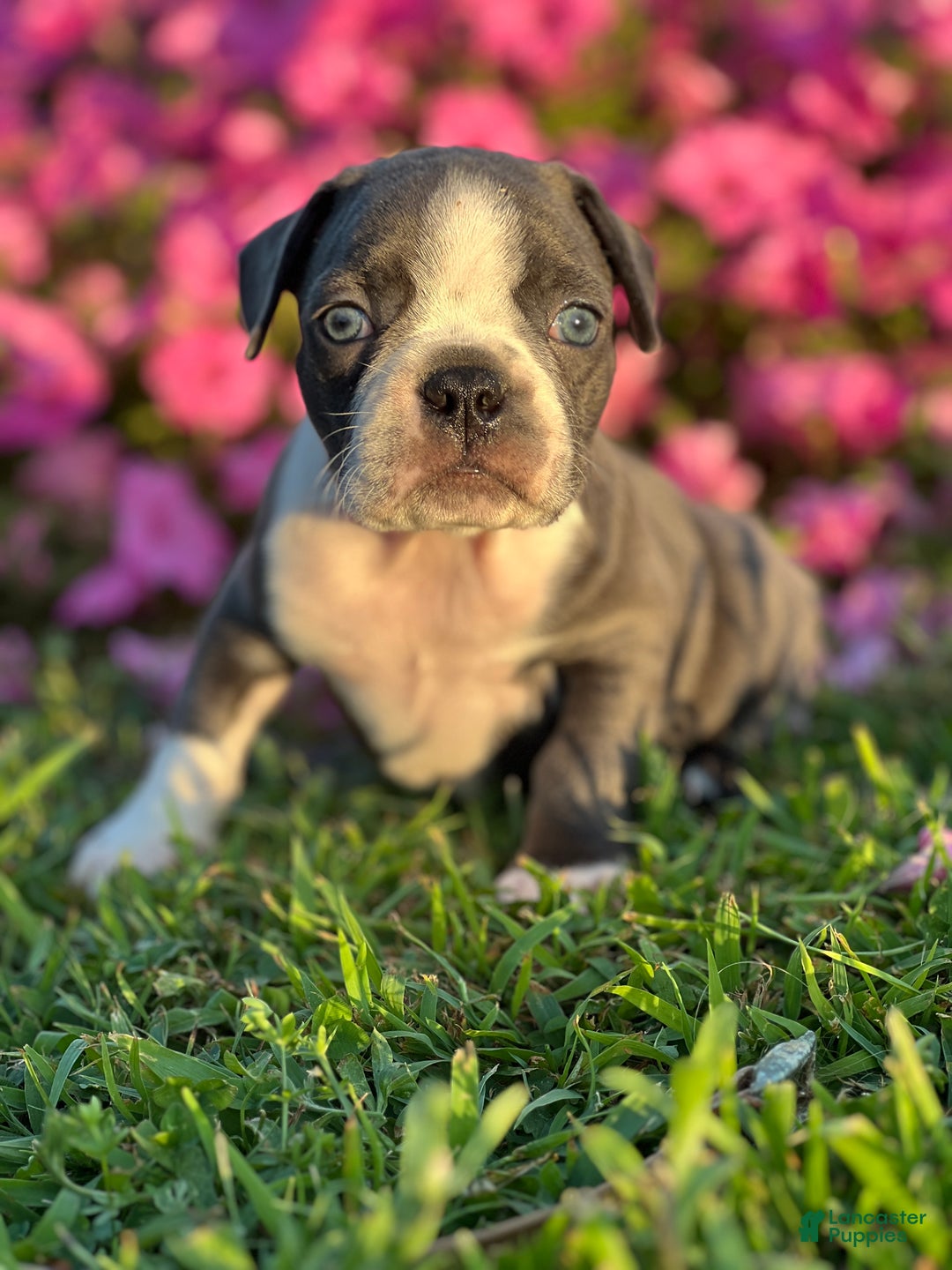Brown Boston Cream Boston Terrier AKC Boston Terrier Puppies!! For