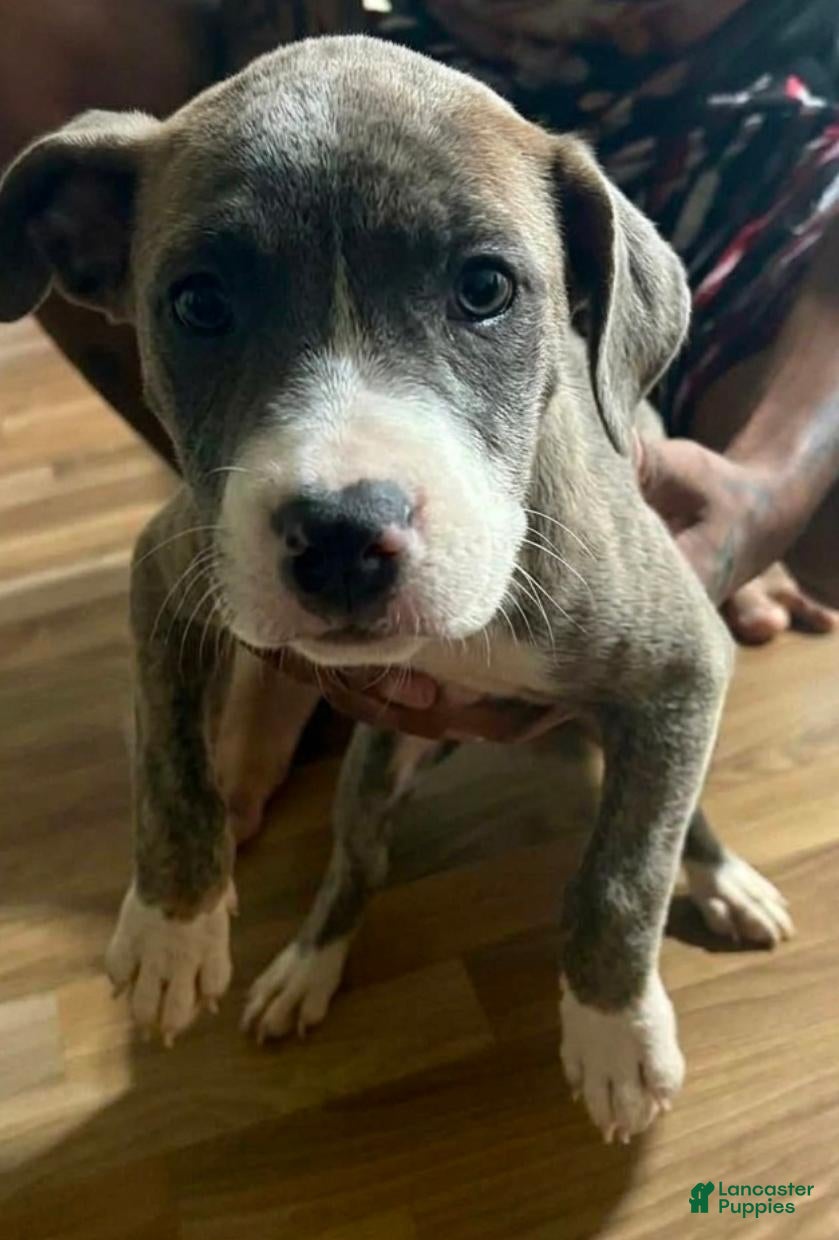 Cane Corso (Cane Corso, Female) in Lake Wales, FL