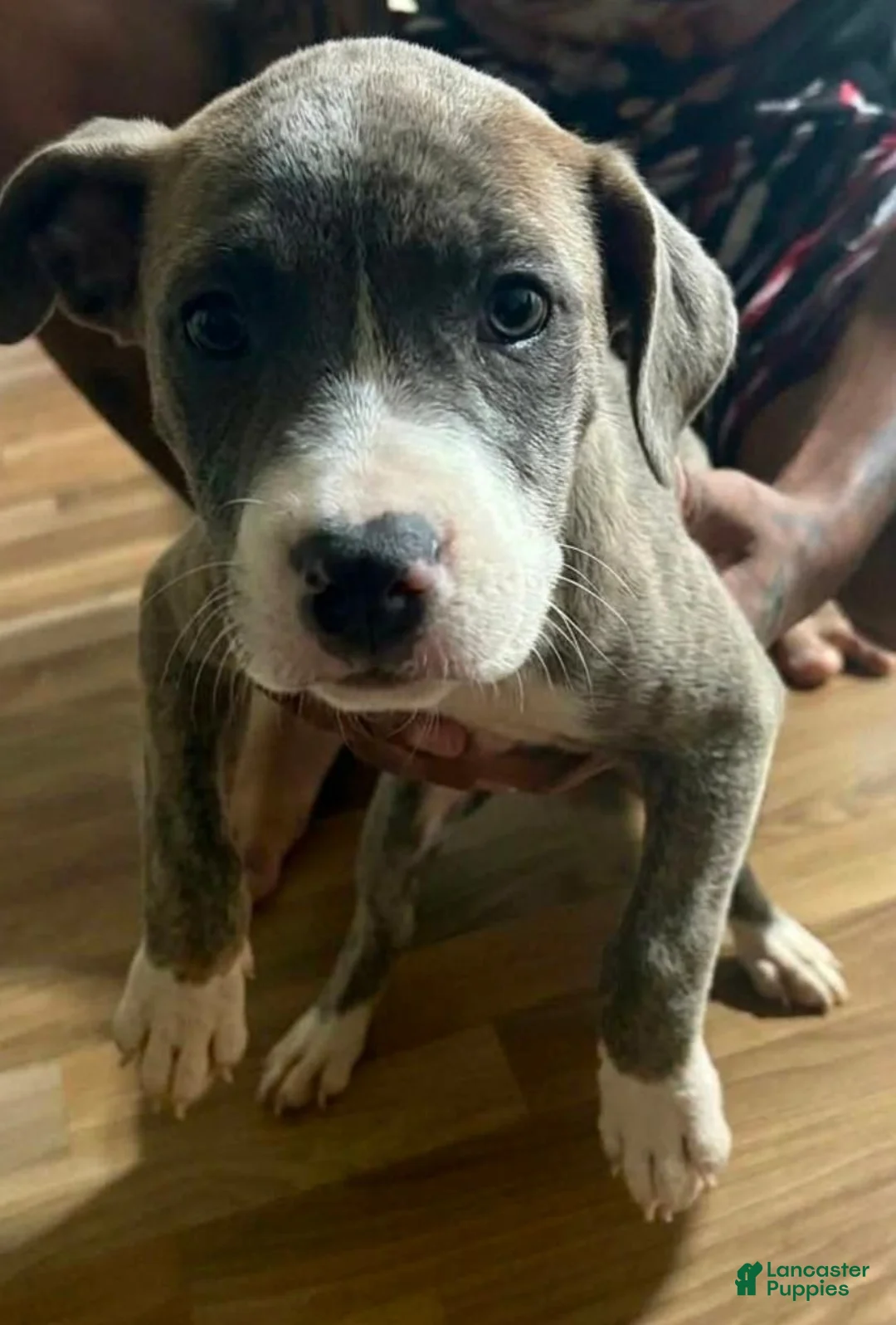 Cane Corso dogs for sale: Cane Corso 1 - Ad 1