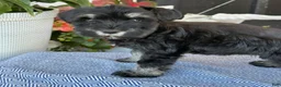 Miniature Schnauzer dogs for sale: Lovely - Ad 12