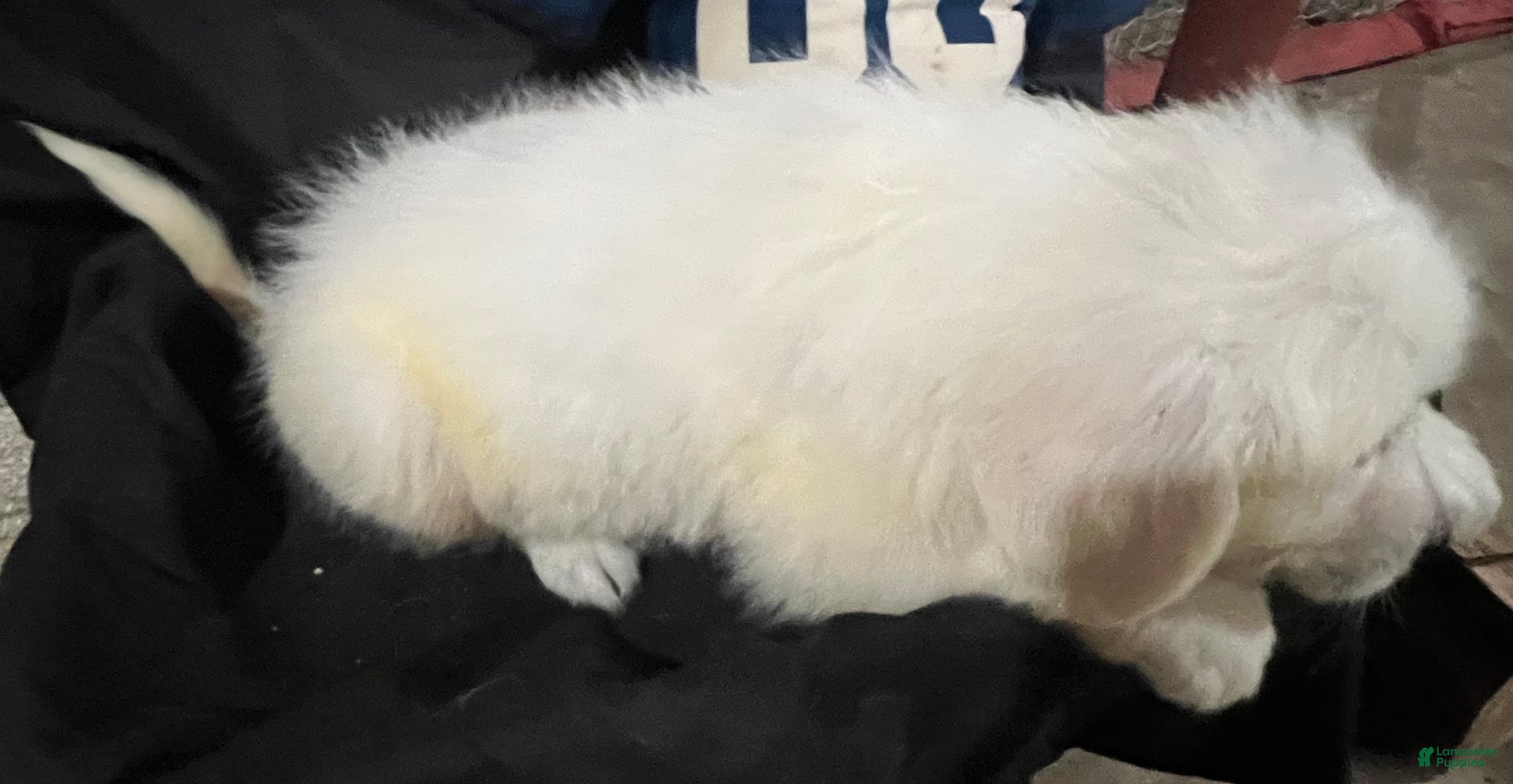 Great Pyrenees dogs Dusty - Ad 2