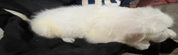 Great Pyrenees dogs for sale: Dusty - Ad 4