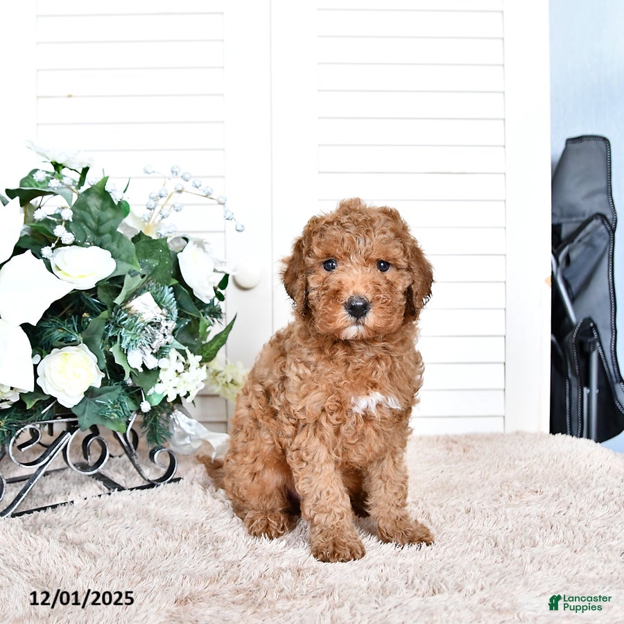 Mini Goldendoodle dogs Toby - Ad 32