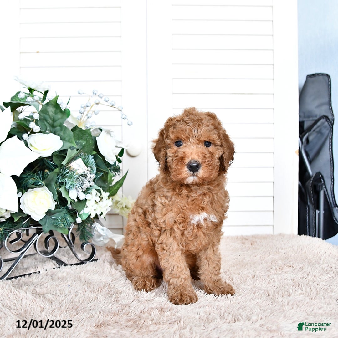 Mini Goldendoodle dogs for sale: Toby - Ad 2