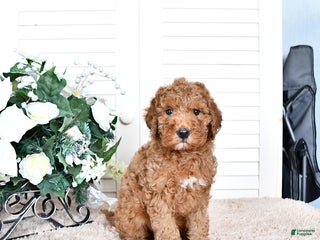 Mini Goldendoodle dogs Toby - Ad 37