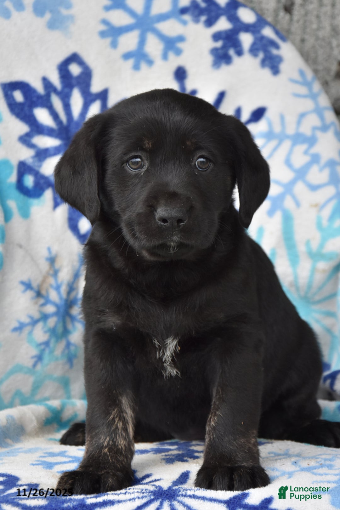 Labrador Retriever dogs for sale: Regina - Ad 1