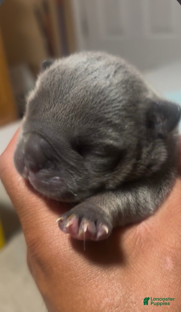 American Bully dogs American Bully 3 - Ad 10