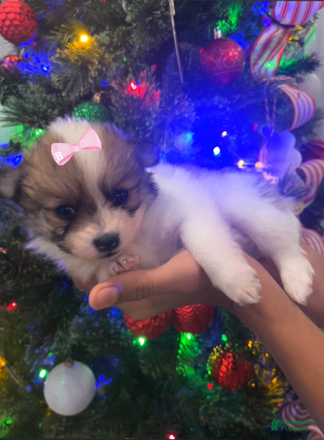 Pomeranian dogs for sale: Princess  - Ad 1