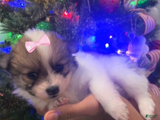 Pomeranian dogs Princess - Ad 21