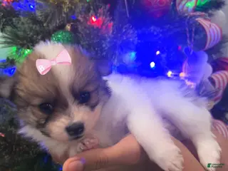 Pomeranian dogs Princess - Ad 11