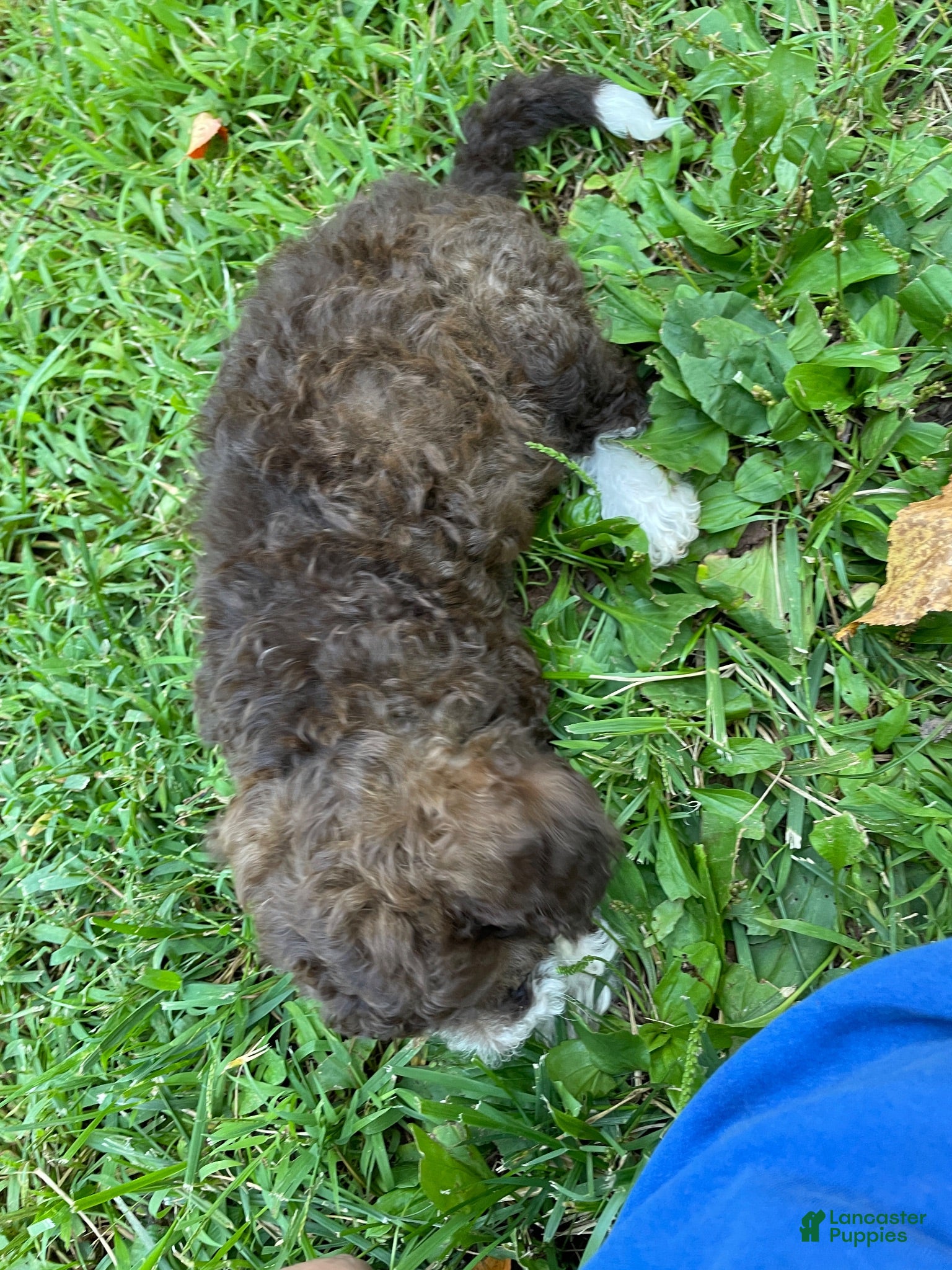 Mini Aussiedoodle dogs Chocolate  - Ad 2