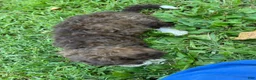 Mini Aussiedoodle dogs for sale: Chocolate  - Ad 2