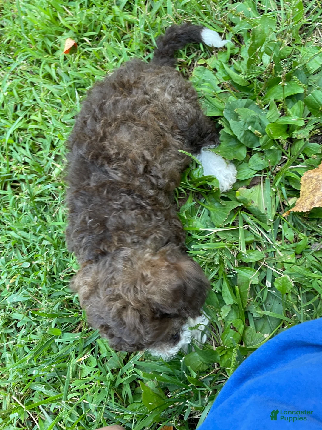 Mini Aussiedoodle dogs for sale: Chocolate  - Ad 2
