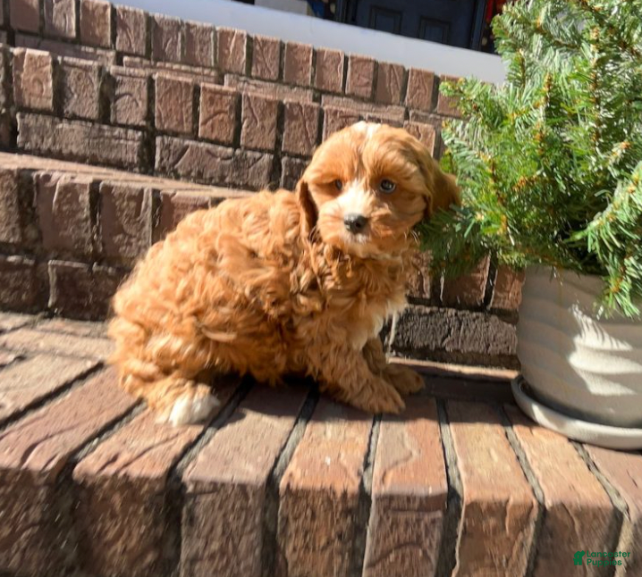 Cavapoo dogs Gigi  - Ad 9