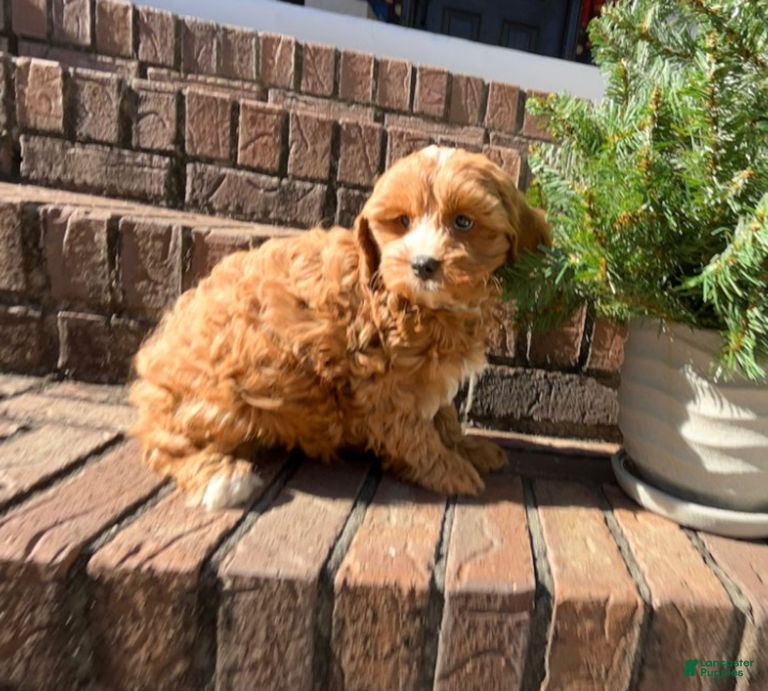 Cavapoo dogs for sale: Gigi  - Ad 1